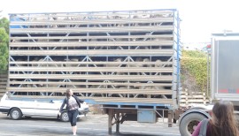 A trailer load of sheep headed from KI, just for you mom as you don't have any of these to see at home :)